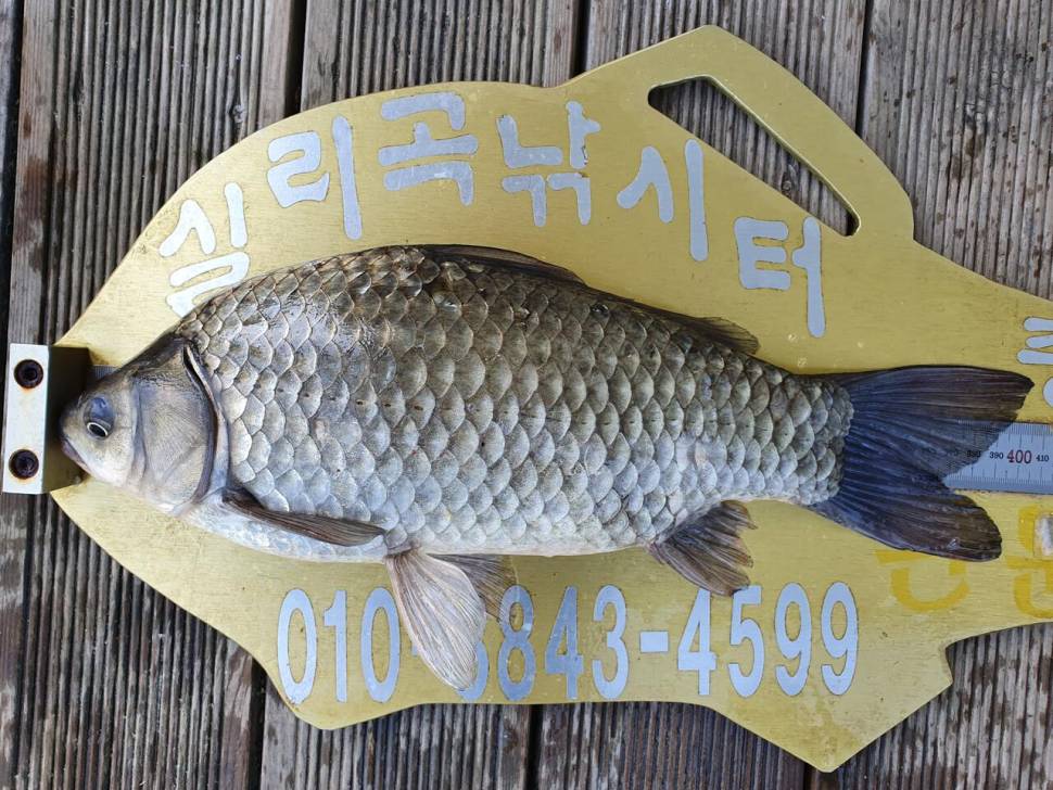 실리곡낚시터 4짜 3수허리급 2수 조황입니다 (조황조행기 - 충주호조황속보)