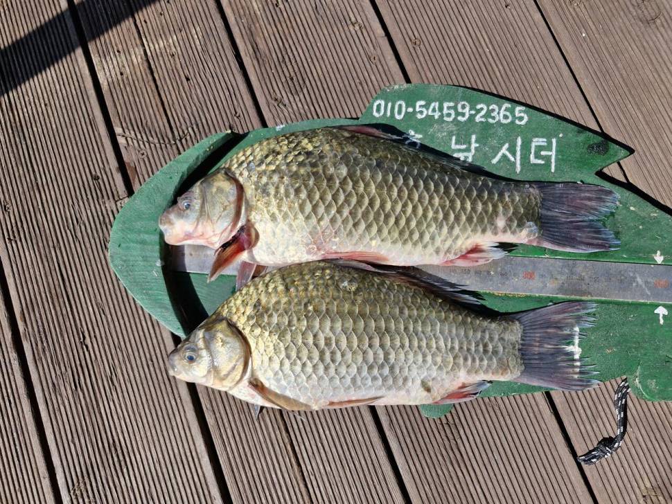 용곡 김기호낚시터 조황정보 입니다 (조황조행기 - 충주호조황속보)