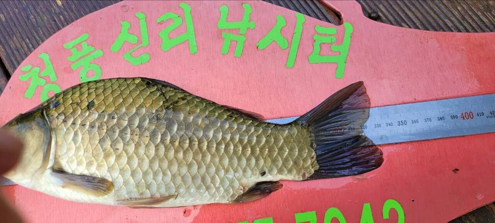 청풍신리낚시터 허리급 조황입니다 (조황조행기 - 충주호조황속보)