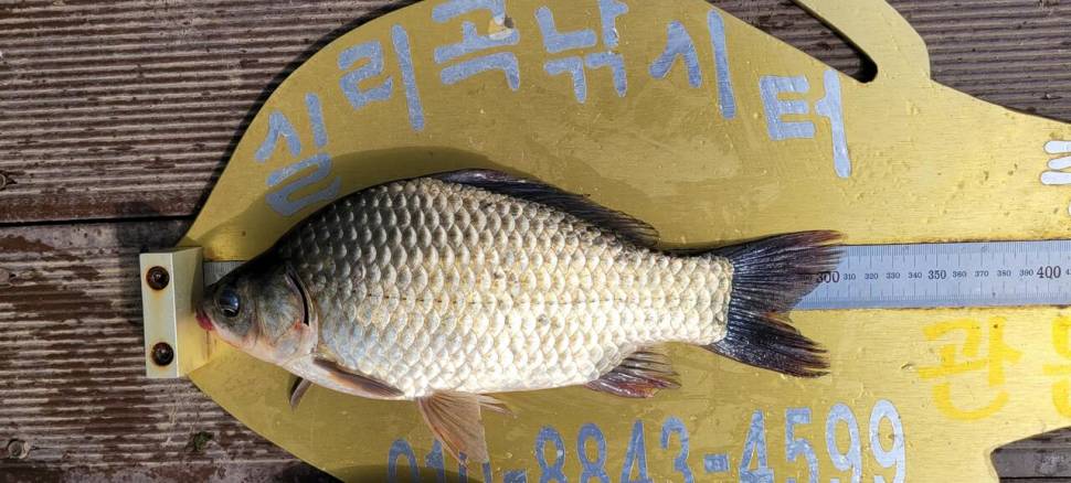 실리곡낚시터 허리급 조황입니다 (조황조행기 - 충주호조황속보)