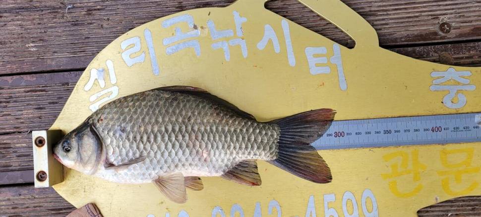 실리곡낚시터 허리급 조황입니다 (조황조행기 - 충주호조황속보)