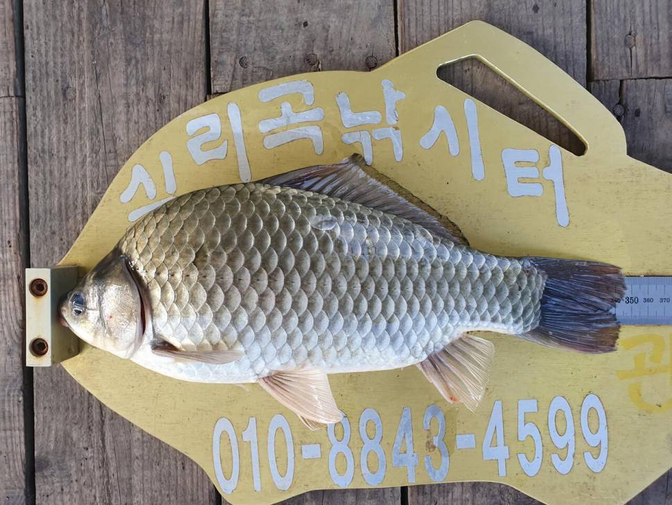 실리곡낚시터 조황입니다 (조황조행기 - 충주호조황속보)
