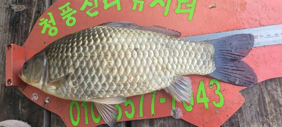 청풍신리낚시터 4짜외 허리급마릿수 조황입니다 (조황조행기 - 충주호조황속보)