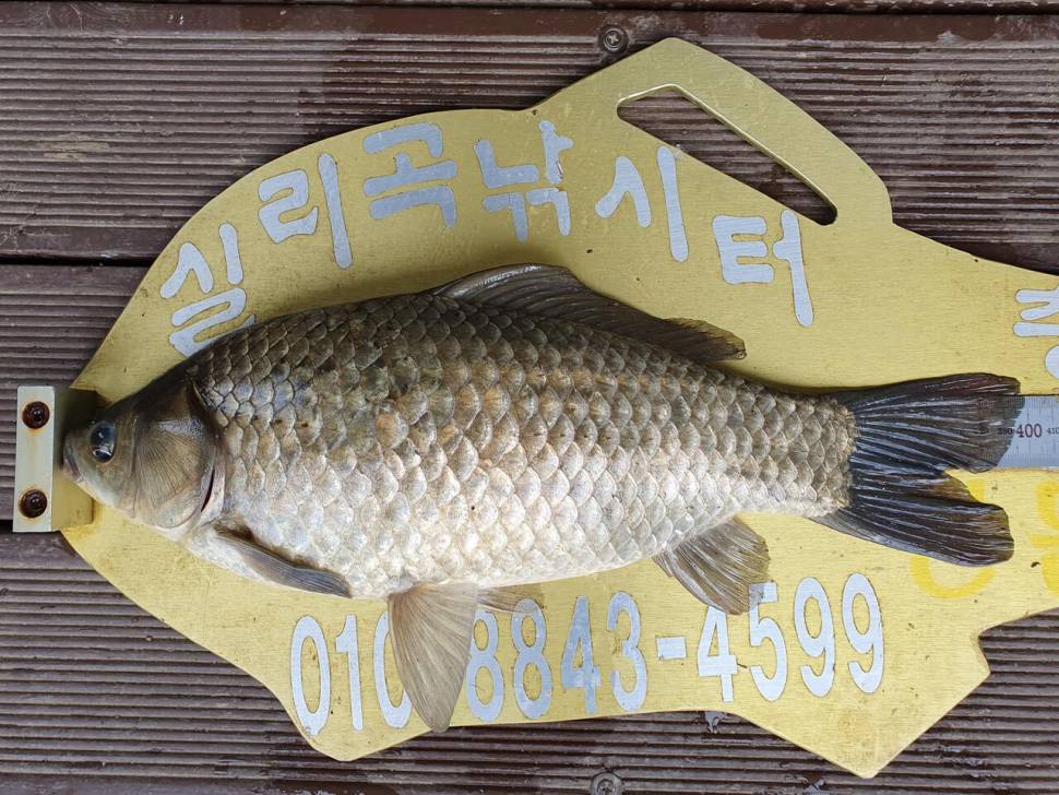 실리곡낚시터 4짜허리급 조황입니다 (조황조행기 - 충주호조황속보)