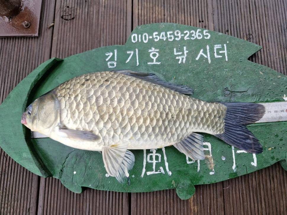 용곡 김기호 낚시터 조황정보 입니다 (조황조행기 - 충주호조황속보)