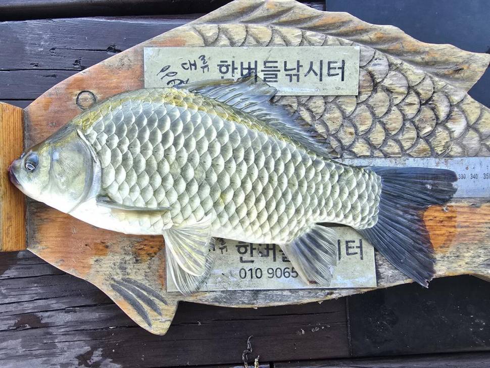 청풍 한버들 조황입니다 (조황조행기 - 충주호조황속보)