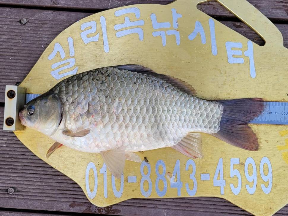 실리곡낚시터 허리급 조황입니다 (조황조행기 - 충주호조황속보)
