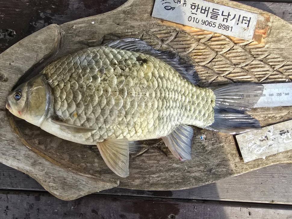 청풍 한버들 조황입니다 (조황조행기 - 충주호조황속보)