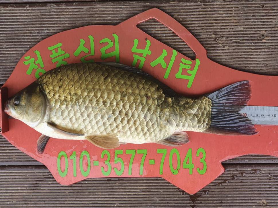 청풍신리낚시터 425cm 조황정보입니다 (조황조행기 - 충주호조황속보)