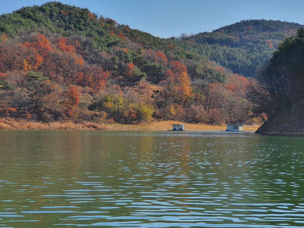 청풍신리낚시터 4짜 조황입니다 (조황조행기 - 충주호조황속보)