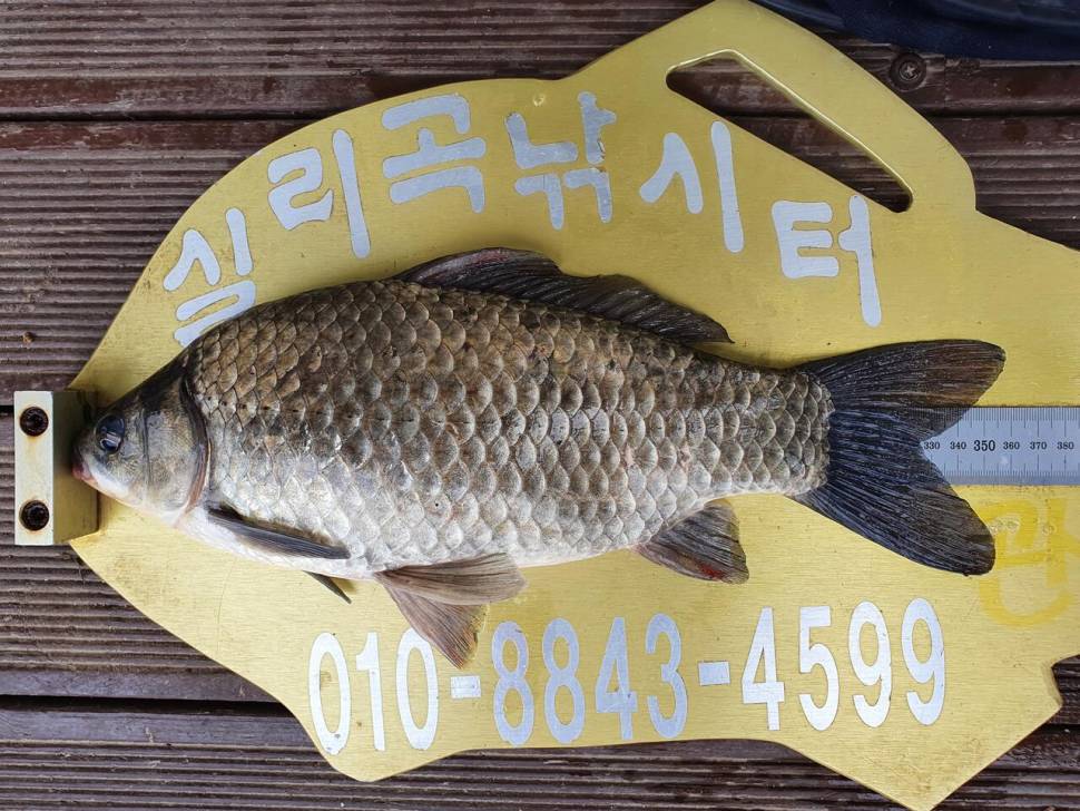 실리곡낚시터 4짜 3수허리급 조황입니다 (조황조행기 - 충주호조황속보)