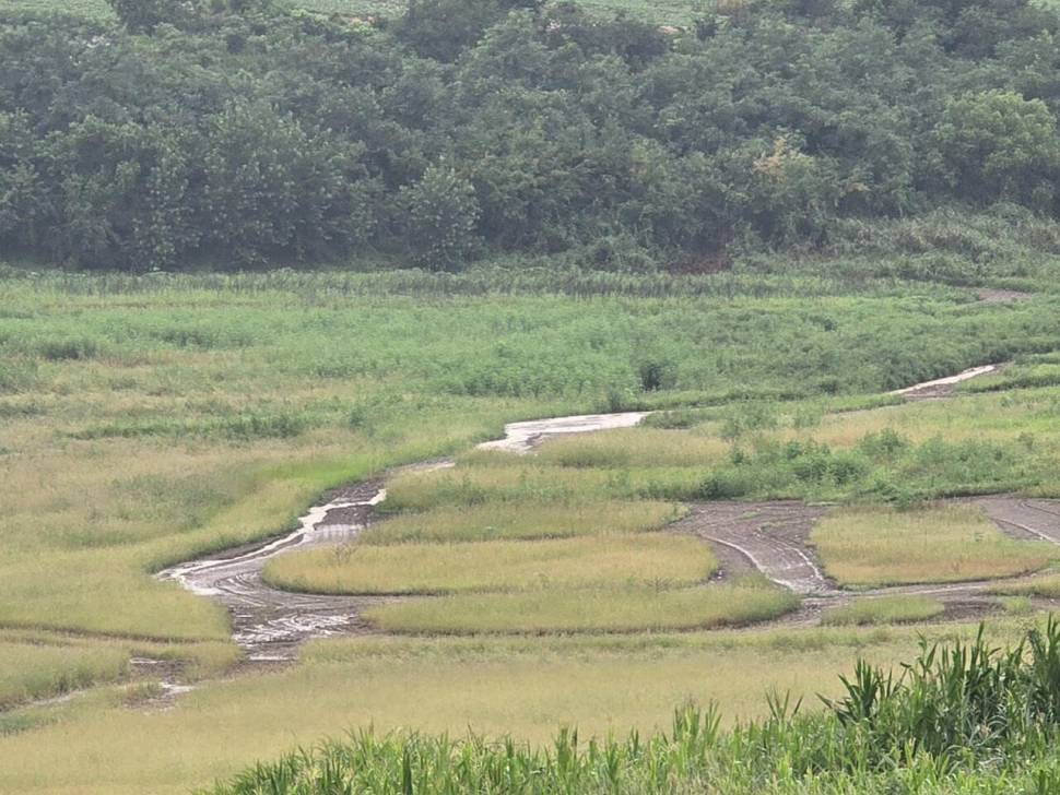 청풍 한버들 조황입니다 (조황조행기 - 충주호조황속보)