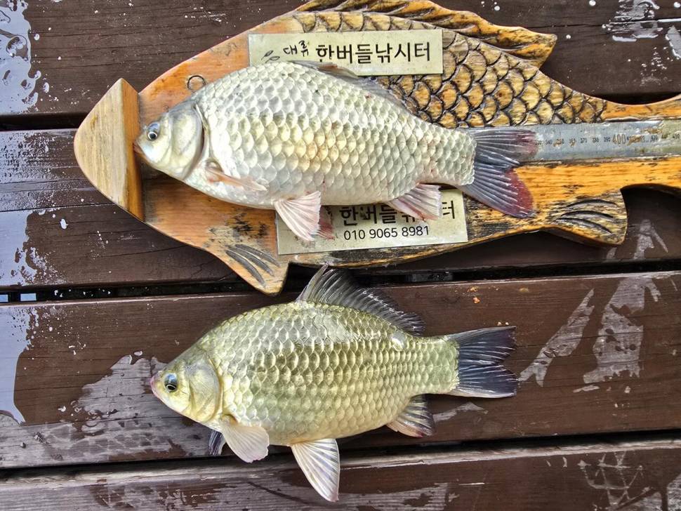 청풍 한버들 조황입니다 (조황조행기 - 충주호조황속보)