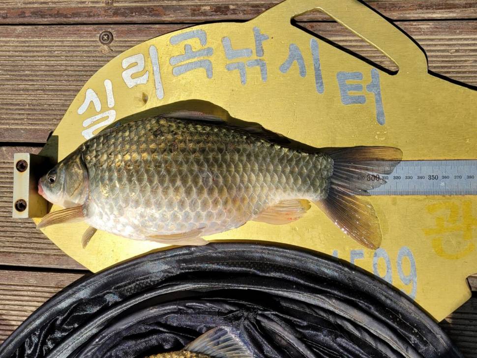실리곡낚시터 조황입니다 (조황조행기 - 충주호조황속보)