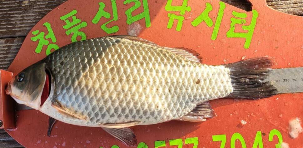 청풍신리낚시터 41cm외 허리급입니다 (조황조행기 - 충주호조황속보)