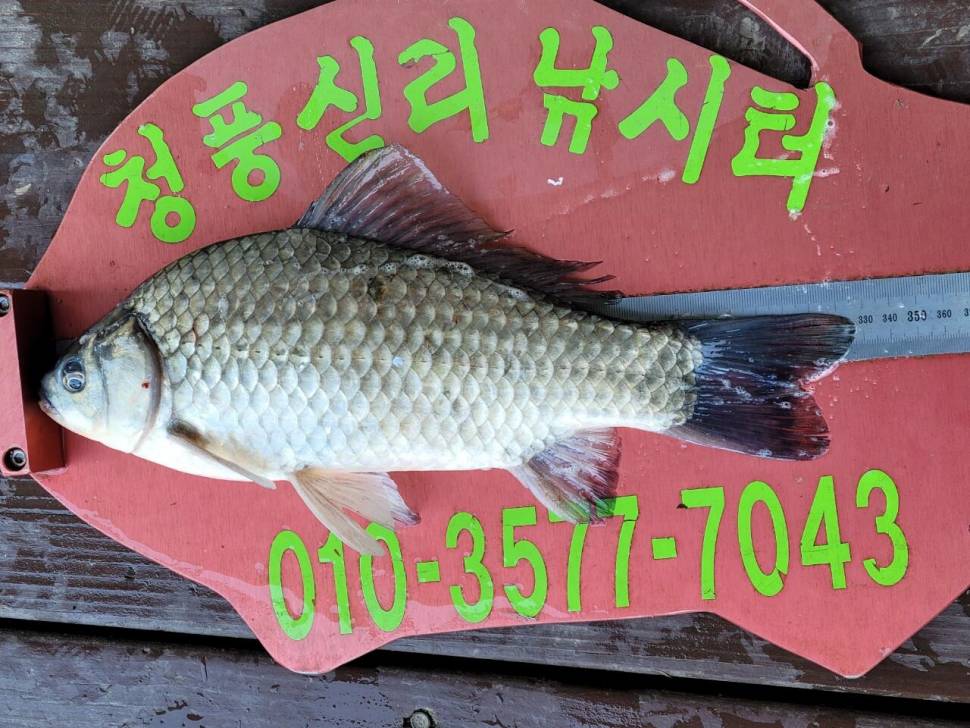 청풍신리낚시터 조황정보입니다 (조황조행기 - 충주호조황속보)