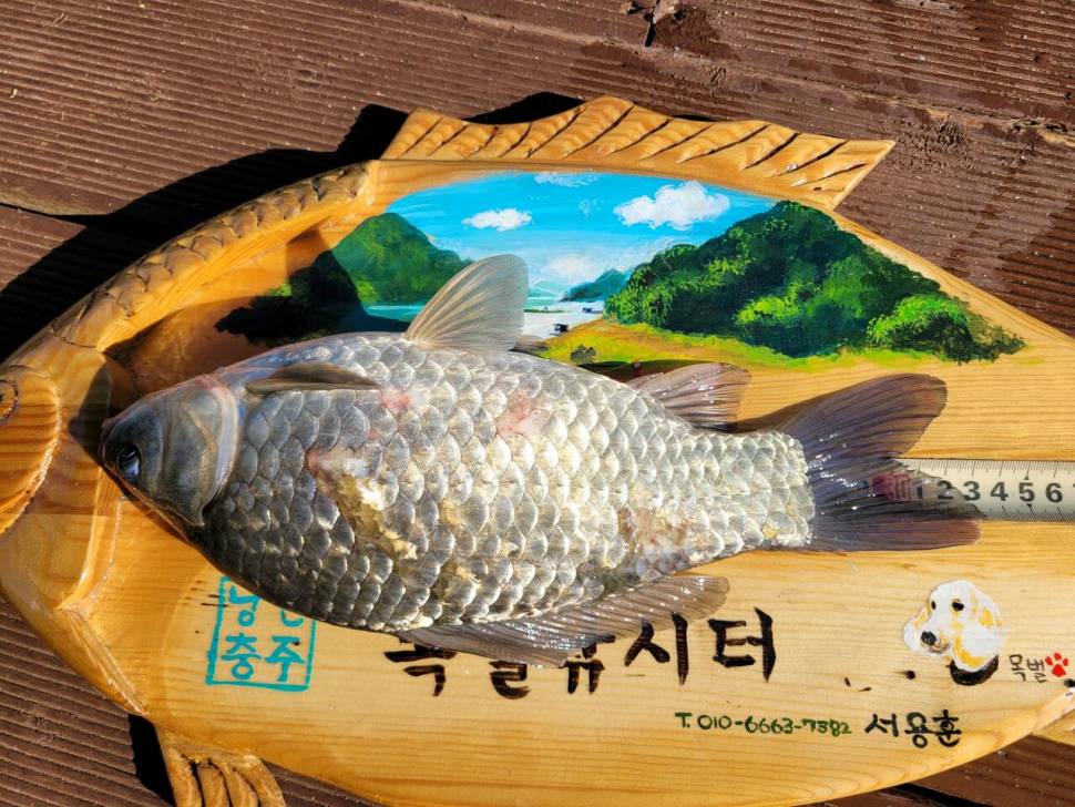 충주호목벌낚시터소식 (조황조행기 - 충주호조황속보)