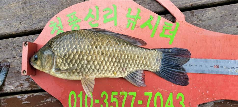 청풍신리낚시터 4짜외 허리급입니다 (조황조행기 - 충주호조황속보)