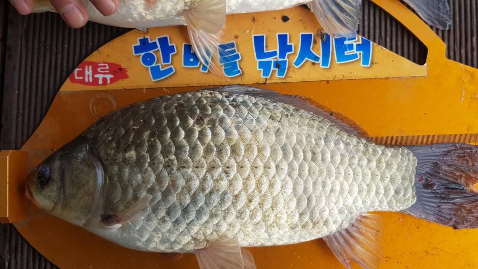 청풍 한버들 낚시터 4짜포함 허릿급 조황입니다 (조황조행기 - 충주호조황속보)