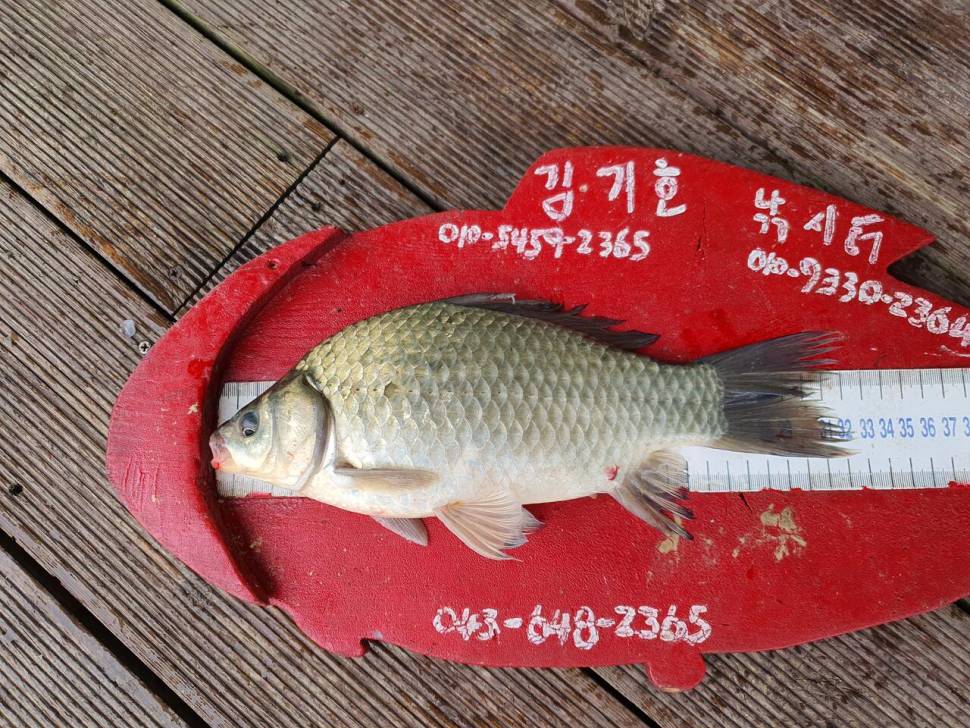 용곡 김기호 낚시터 조황정보 입니다 (조황조행기 - 충주호조황속보)