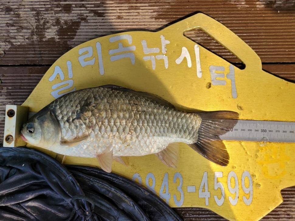 실리곡낚시터 4짜외 허리급입니다 (조황조행기 - 충주호조황속보)