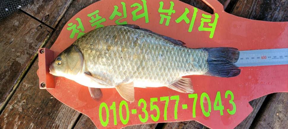 청풍신리낚시터 허리급조황입니다 (조황조행기 - 충주호조황속보)