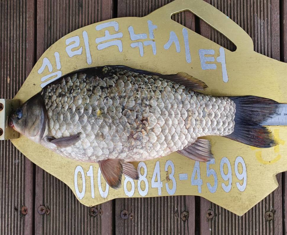 실리곡낚시터 4짜허리급 조황입니다 (조황조행기 - 충주호조황속보)