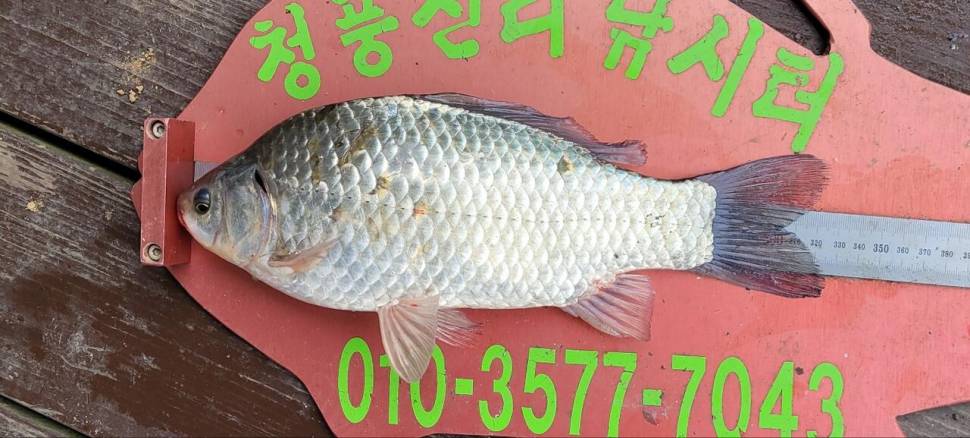 청풍신리낚시터 44cm 대물조황입니다 (조황조행기 - 충주호조황속보)