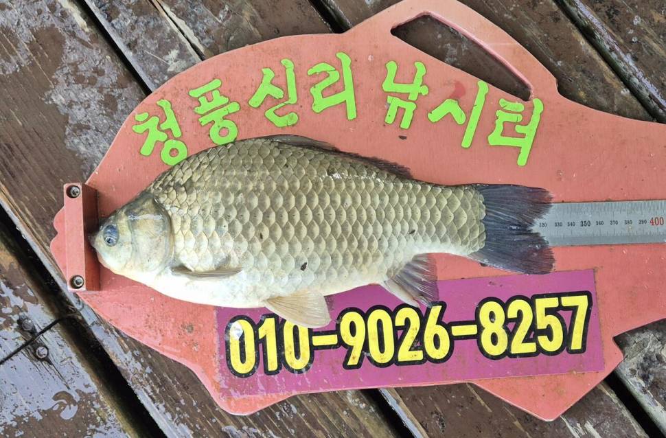 청풍신리낚시터 주말조황입니다 (조황조행기 - 충주호조황속보)