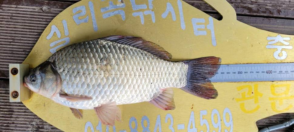 실리곡낚시터 허리급 조황입니다 (조황조행기 - 충주호조황속보)