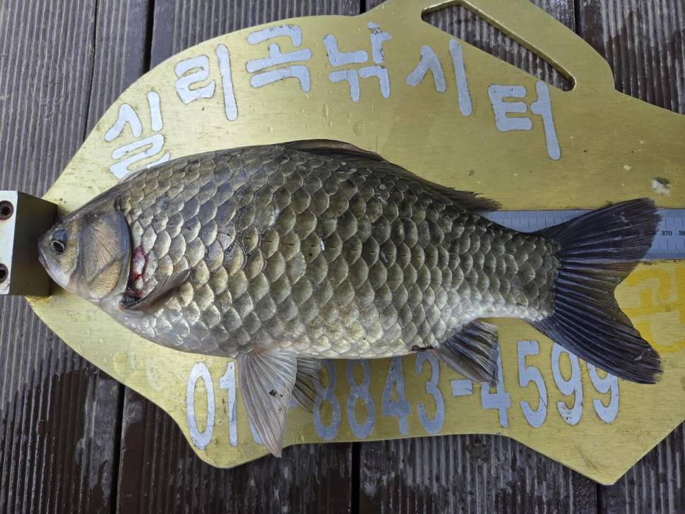 청풍 실리곡낚시터 조황입니다 (조황조행기 - 충주호조황속보)
