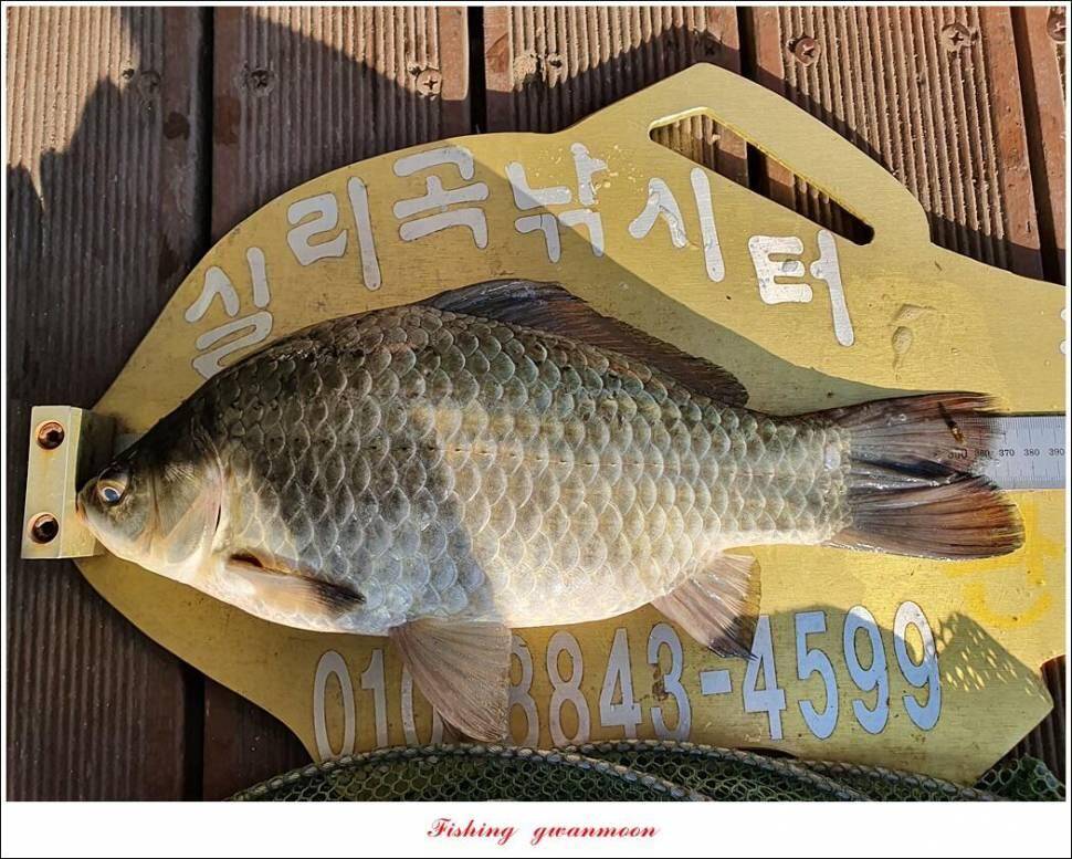 실리곡낚시터 허리급 조황입니다 (조황조행기 - 충주호조황속보)