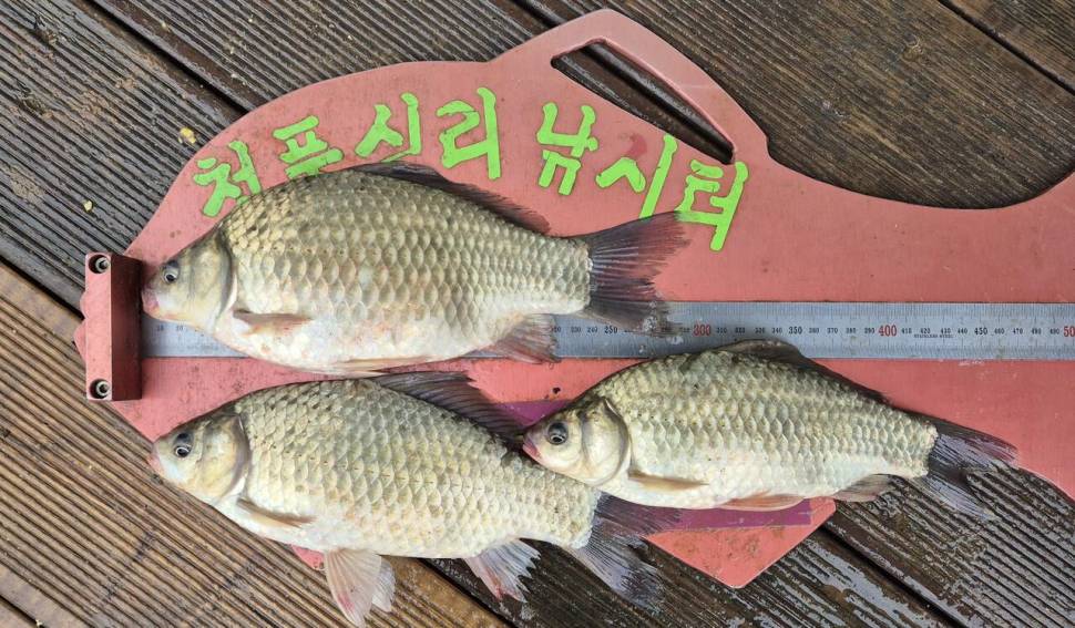 청풍신리낚시터 주말조황입니다 (조황조행기 - 충주호조황속보)