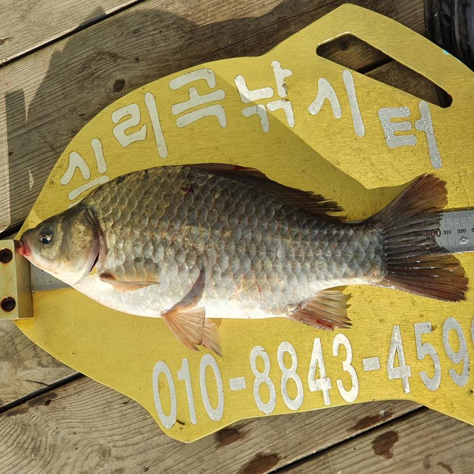 실리곡낚시터 조황입니다 (조황조행기 - 충주호조황속보)