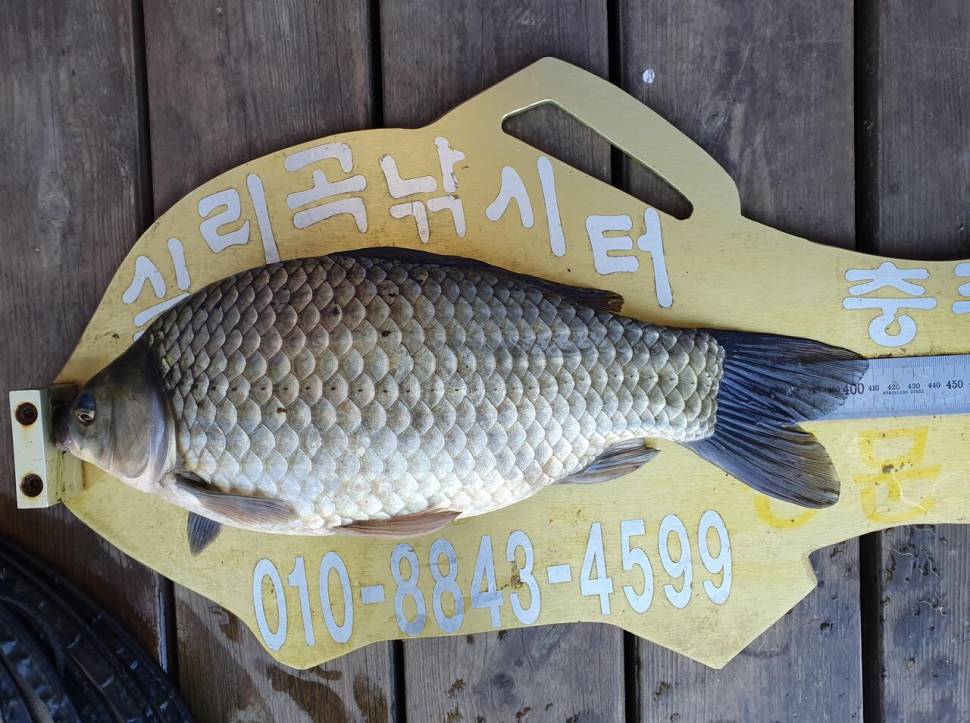 실리곡낚시터 4짜4짜 조황입니다 (조황조행기 - 충주호조황속보)