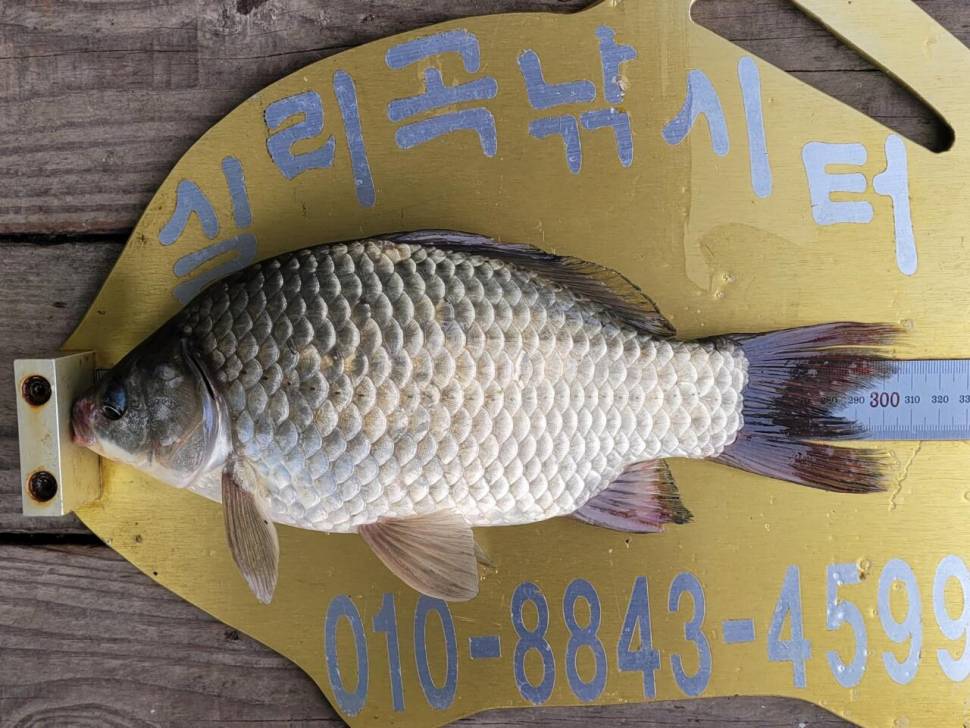실리곡낚시터 조황입니다 (조황조행기 - 충주호조황속보)
