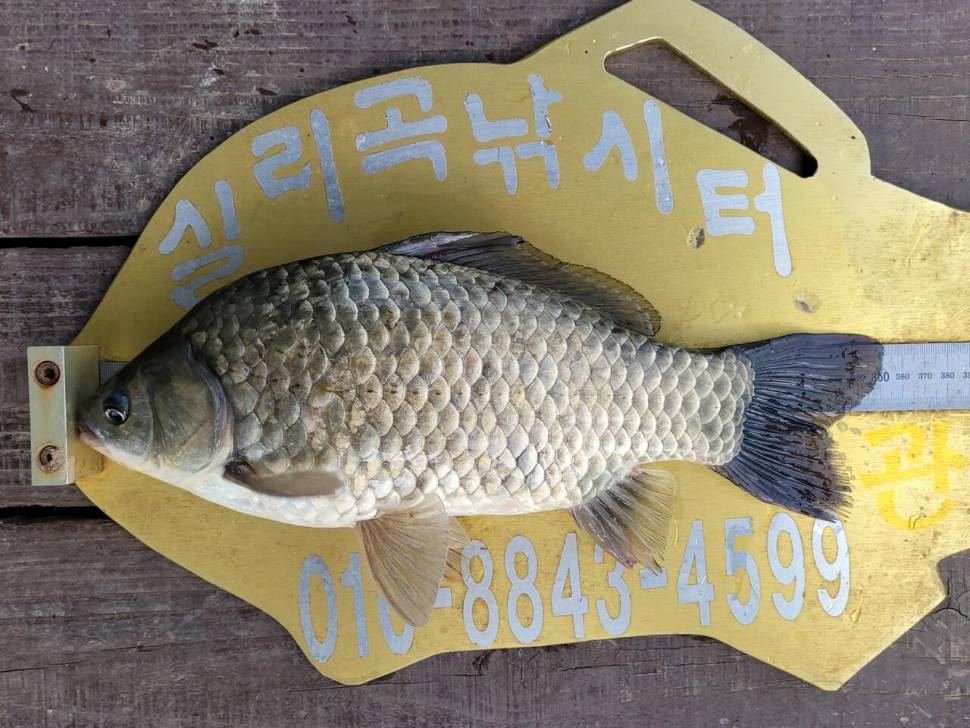 실리곡낚시터 4짜외 허리급입니다 (조황조행기 - 충주호조황속보)