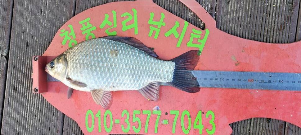 청풍신리낚시터 조황정보입니다 (조황조행기 - 충주호조황속보)