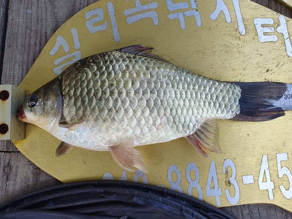 실리곡낚시터 4짜 조황입니다 (조황조행기 - 충주호조황속보)