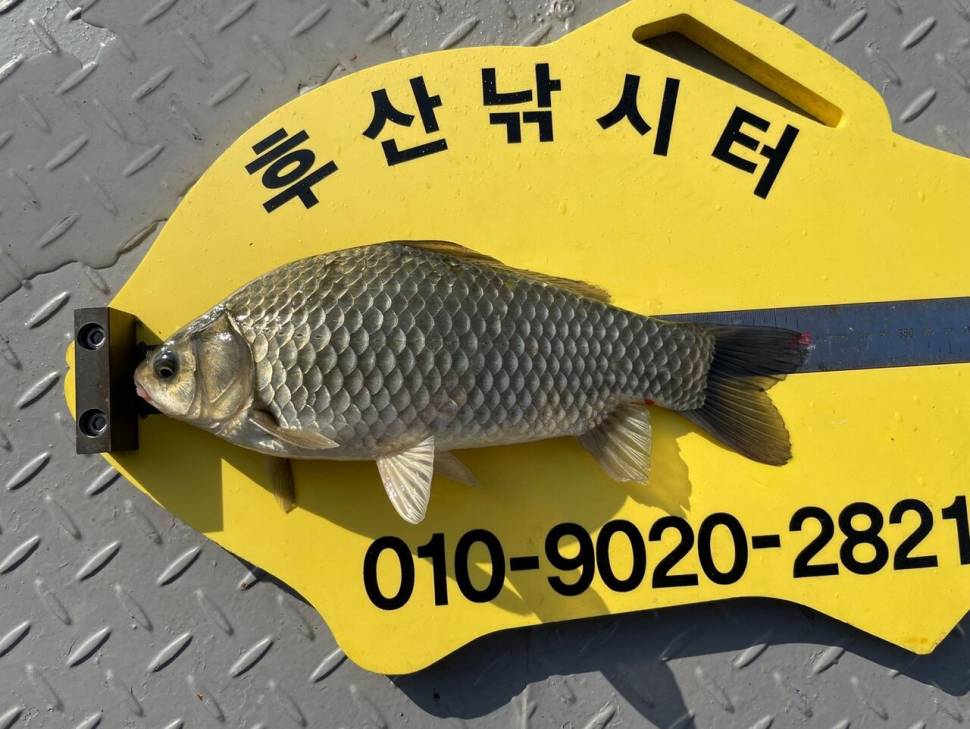 후산낚시터 조황 안내 입니다 (조황조행기 - 충주호조황속보)