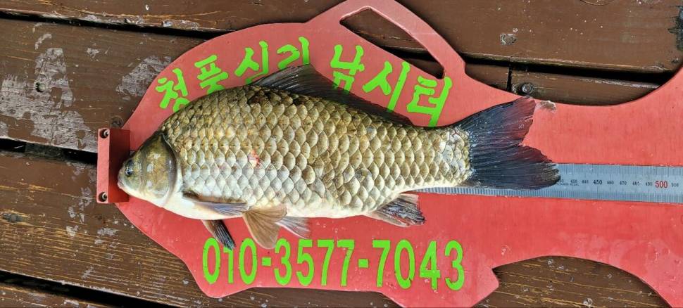 청풍신리낚시터 42cm 조황입니다 (조황조행기 - 충주호조황속보)