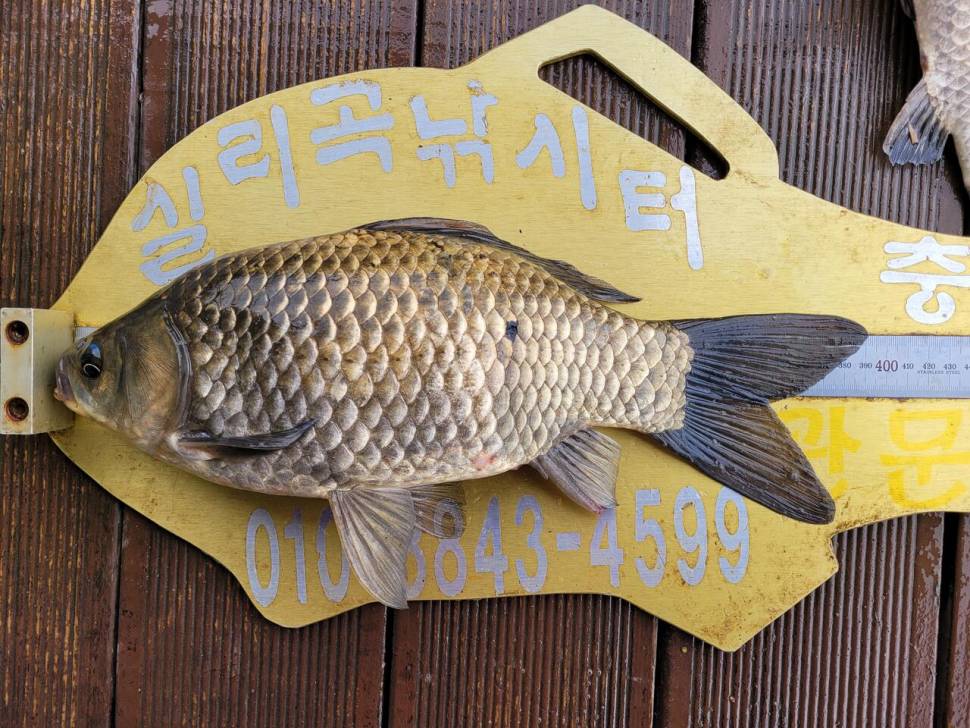 청풍실리곡낚시터 허리급 조황입니다 (조황조행기 - 충주호조황속보)