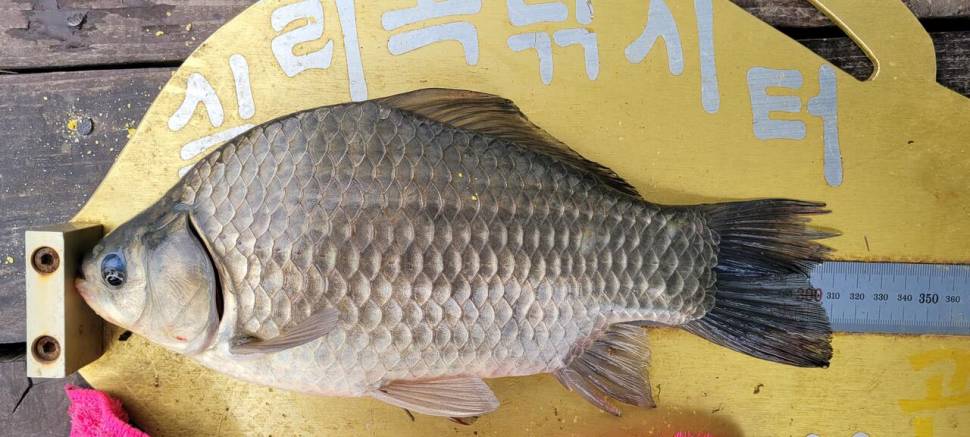 청풍 실리곡낚시터 허리급입니다 (조황조행기 - 충주호조황속보)