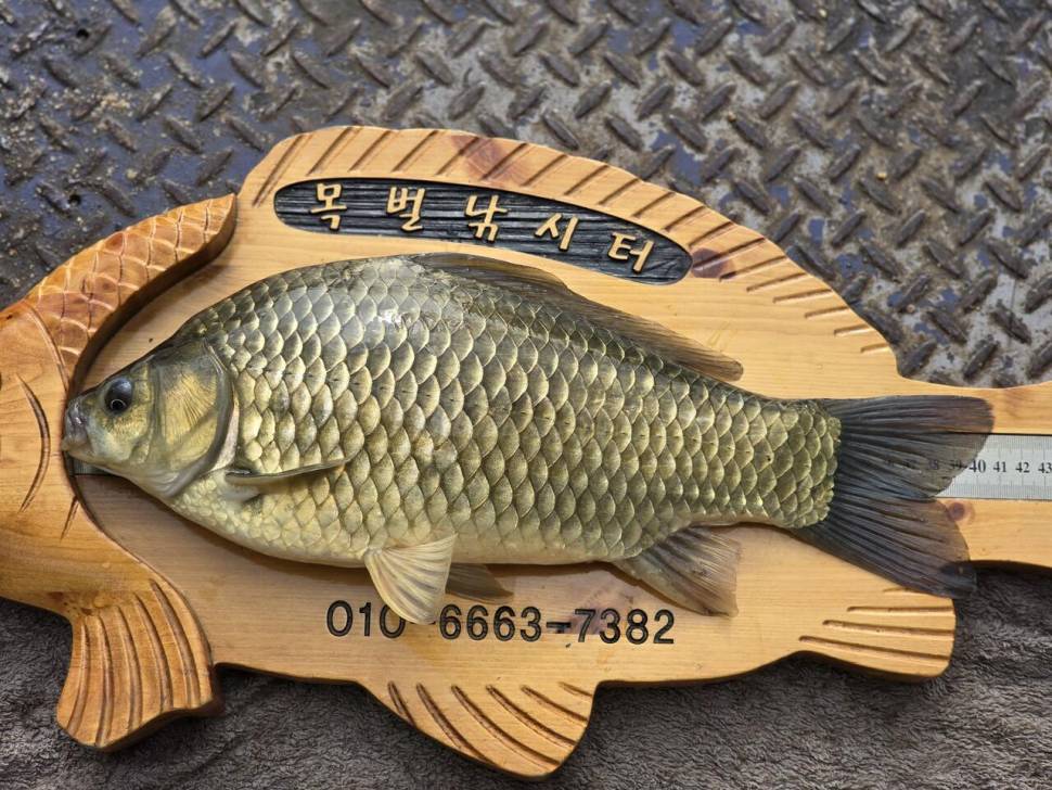 목벌 대물들과 주말조황 (조황조행기 - 충주호조황속보)