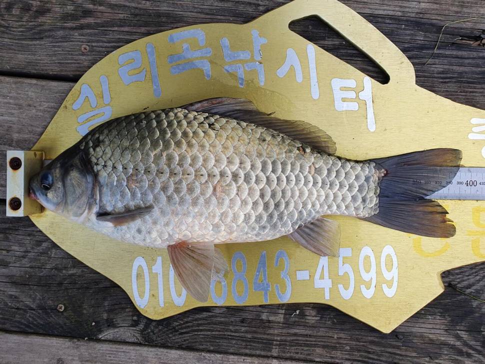 실리곡낚시터 허리급 조황입니다 (조황조행기 - 충주호조황속보)