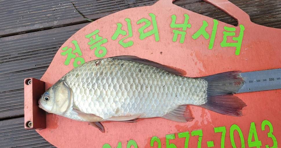 청풍신리낚시터 4짜 조황입니다 (조황조행기 - 충주호조황속보)