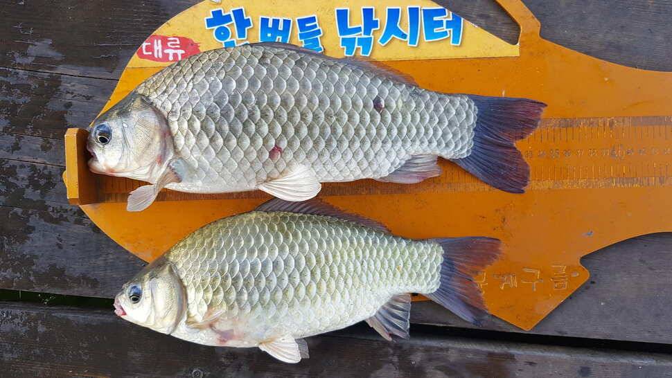 한버들 조황입니다 (조황조행기 - 충주호조황속보)