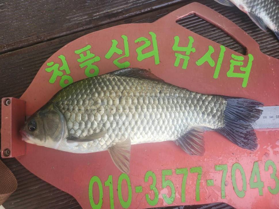 청풍신리낚시터 445cm 대물 조황입니다 (조황조행기 - 충주호조황속보)