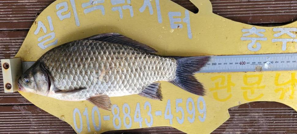 실리곡낚시터 허리급 조황입니다 (조황조행기 - 충주호조황속보)