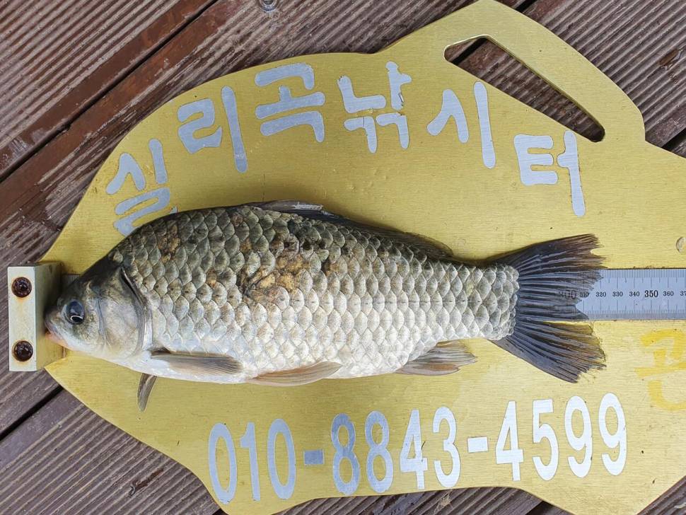 실리곡낚시터 허리급 조황입니다 (조황조행기 - 충주호조황속보)